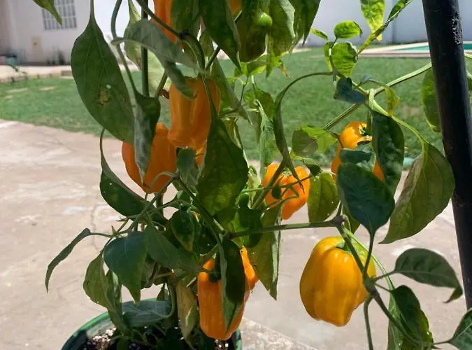 Bam's Farm * Alcobaça